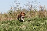 BORDER COLLIE 338
